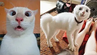 Try Not To Laugh or Grin While Watching Funny Animals Compilation 🐶🐱 #2
