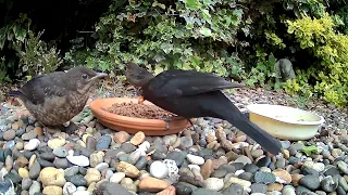 Baby blackbird chicks are feed by father (#mycatcrackers) full video coming soon