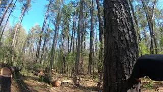 Felling trees with wedges!