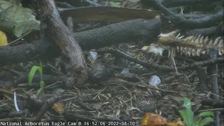 National Arboretum Eagle Cam B