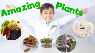 5 Amazing Plant Adaptations You Have to See to Believe - JoJo's Science Show