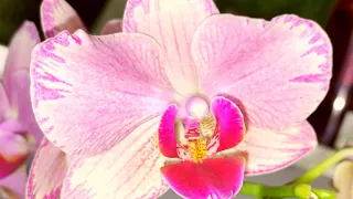Августовское цветение моих орхидей!!