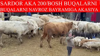 SARDOR AKA 200/BOSH BUQALARNI NAVROZ BAYRAMGA AKSIYA QIVORDI KELSIN MARTI ARZON BERAMAN