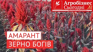 Чому вигідно вирощувати амарант