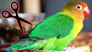 Why I Cut my Lovebird’s Wings ?!