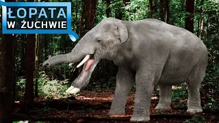 Platybelodon - najdziwniejsze zwierzęta świata #4