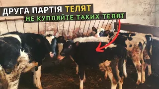 Друга партія телят! Не купляйте цих паршуків, бо станете просто бідними. Бізнес на бичках в Україні!