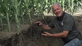 Helping Corn Roots Thrive