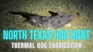 What Does 6.5 Creedmoor do to a Feral Hog?