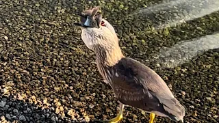 How a heron caught a very large fish #birds