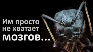 Появится ли разум у муравьев?