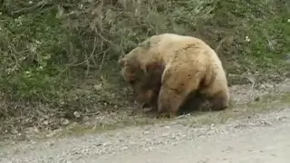 Bear Attack in Denali Alaska 2008