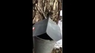 How Much Sap From a Maple Tree?