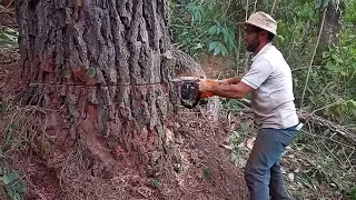 Fechando a semana na derrubada de pinos só agradece a Deus🙏🙏