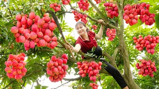 Harvest Lychee Fruit - Cook Lychee sweet soup with red apples and lotus seeds Go to the market sell