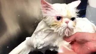 Who Said Cats Hate Baths  HD