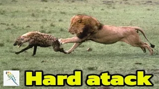 *BIG LION KILL HYENA* HARD ATTACK | Animal Life