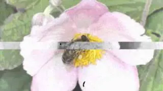 Rozprávanie o radostnom tanci včielok_001.wmv