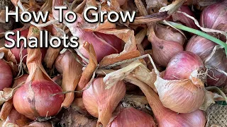 How to Grow Shallots - Planting To Harvest