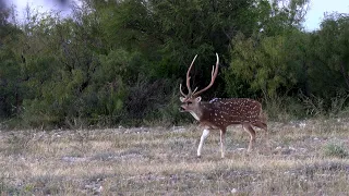 Making Dreams Come True on a South Texas Axis Hunt