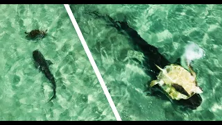 Incredible Drone Footage of Tiger Shark Attacking a Sea Turtle