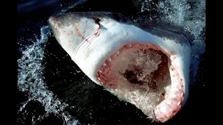 Super Predator: What Ate the Great White Shark?