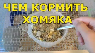 Чем кормить хомяка | Что можно хомякам | Что едят хомяки