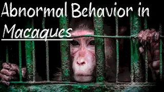 Abnormal Behavior in Macaques