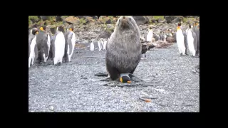 Antarctic fur seal sexualy harrasing king penguin