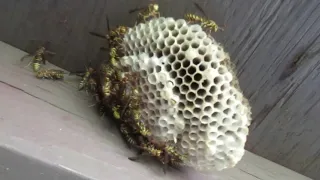 Polistes Exclamans (Guinea wasp) active nest removal.