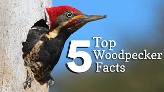 Top 5 Woodpecker Facts You Need to Know | #birds #facts #animals