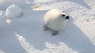 A Cute Baby Seal Look For Mother ふわふわ・アザラシ赤ちゃん