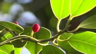 Red Berry Green Leaves - Free Stock Video Footage - Free Stock Videos at Videvo.net