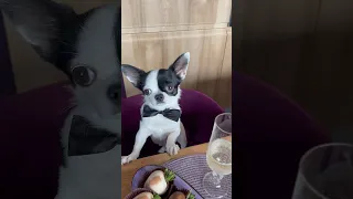 Красавчик Вайтюха 🫶 #dog #chihuahua #mrwhitedog #funny #чихуахуа #джентельмен #funnyvideo #клубника