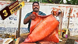 16 KG BIG SQUID CUTTING | KASIMEDU SPEED SELVAM CUTTING SKILL | IN KASIMEDU | FF CUTTING 🦈🔪✨️