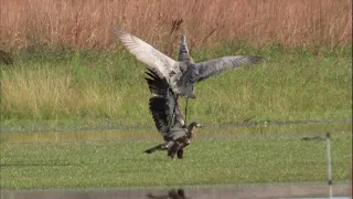 Sandhill Cranes attack Eagles