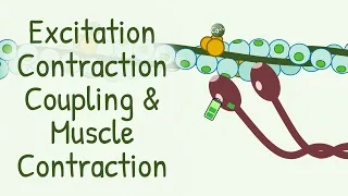 AWARD WINNING Animation Explaining Excitation Contraction Coupling & Muscle Contraction