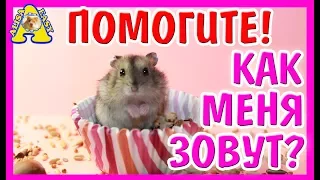 ХОМЯЧОК СИРОТА ВЫБИРАЕМ ИМЯ / КАК НАЗВАТЬ ХОМЯКА / ДЖУНГАРИК / Funny hamster / АЛИСА ИЗИ