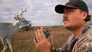 Kansas Public Land Buck On The Ground