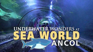 Sea World Ancol: Underwater Wonders