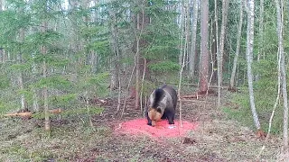 Медведь. Хозяин леса решил подкрепиться ) Фото и видео с фотоловушек Егерькам.