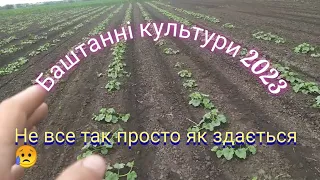 Дині та кавуни в умовах 2023-го року🍉🍉🍉😋