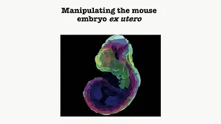 Synthetic Ex Utero Embryogenesis: From Naive Pluripotency to Stem-Cell Derived Embryo Models
