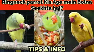 RINGNECK PARROT KIS AGE MEIN BOLNA SEEKHTA HAI? | TIPS & INFO IN URDU/HINDI 2022