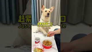 肉肉说了算🐶：这狗子心眼真多！