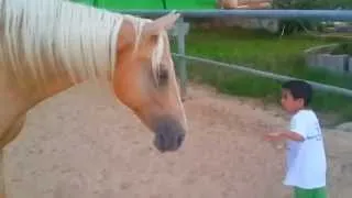 wild horse creates a gentle and soft connection with a 4-year-old child with Williams syndrome.