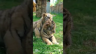 Nineteen baby tigers have been born in Harbin’s Siberian Tiger Park this year.