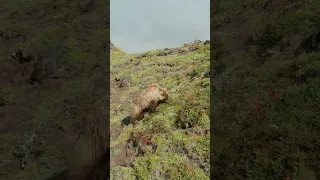 Медведь ест ягоду в Долине великанов на Камчатке.