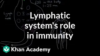 The lymphatic system's role in immunity | Lymphatic system physiology | NCLEX-RN | Khan Academy