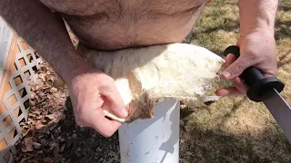 Dry Scraping a Deer Hide making Buckskin